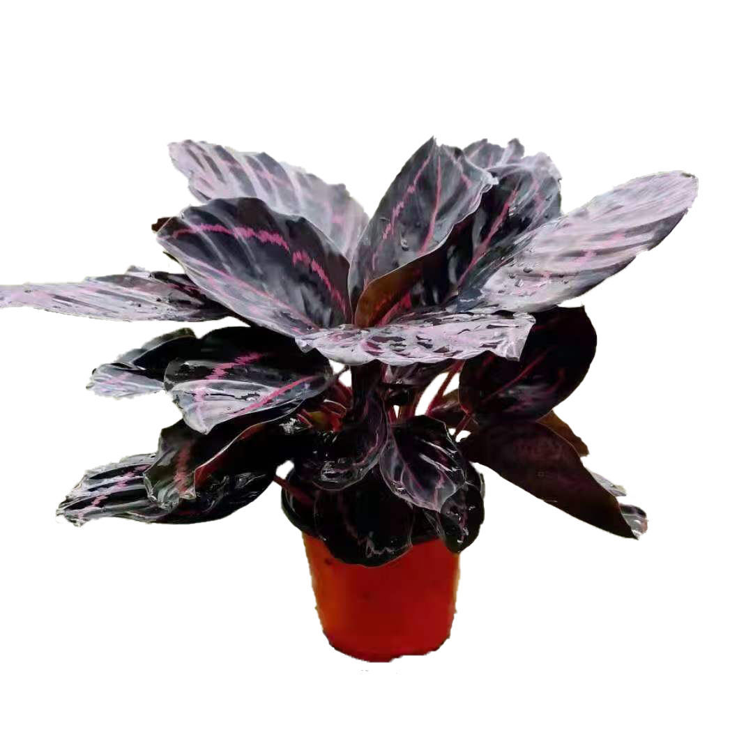 红美丽竹芋