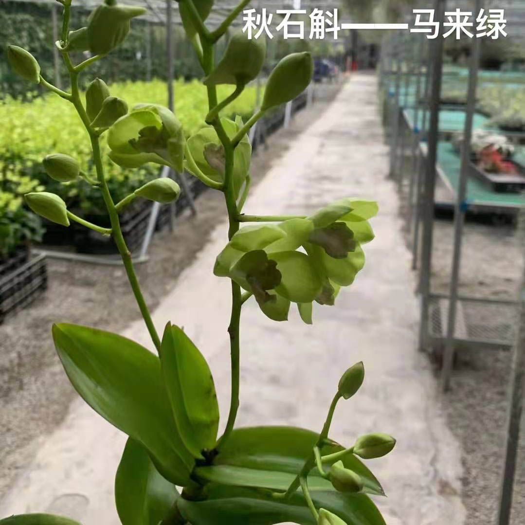秋石斛