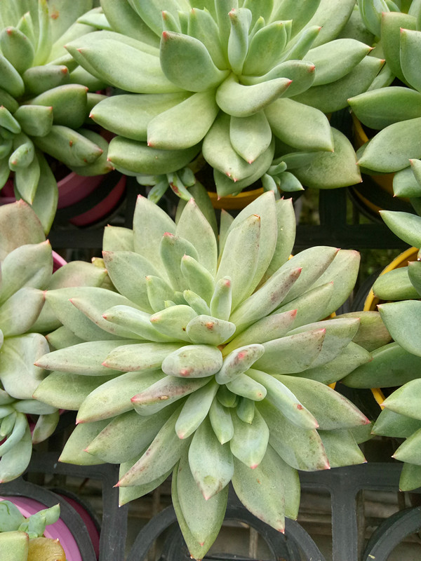 处女座