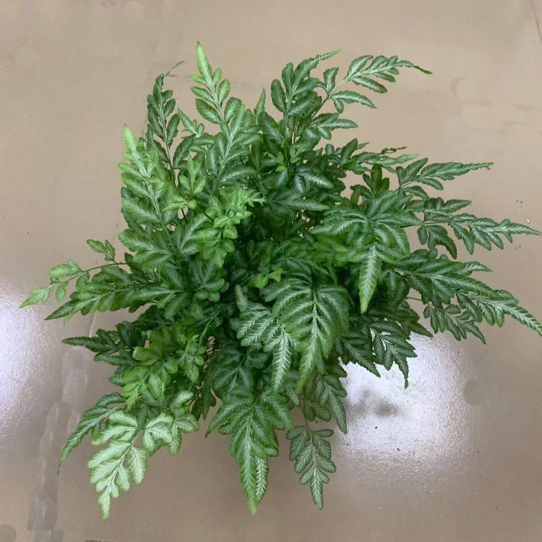 银线蕨