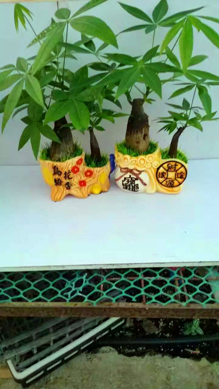 发财树双孔（瓷盆混装）