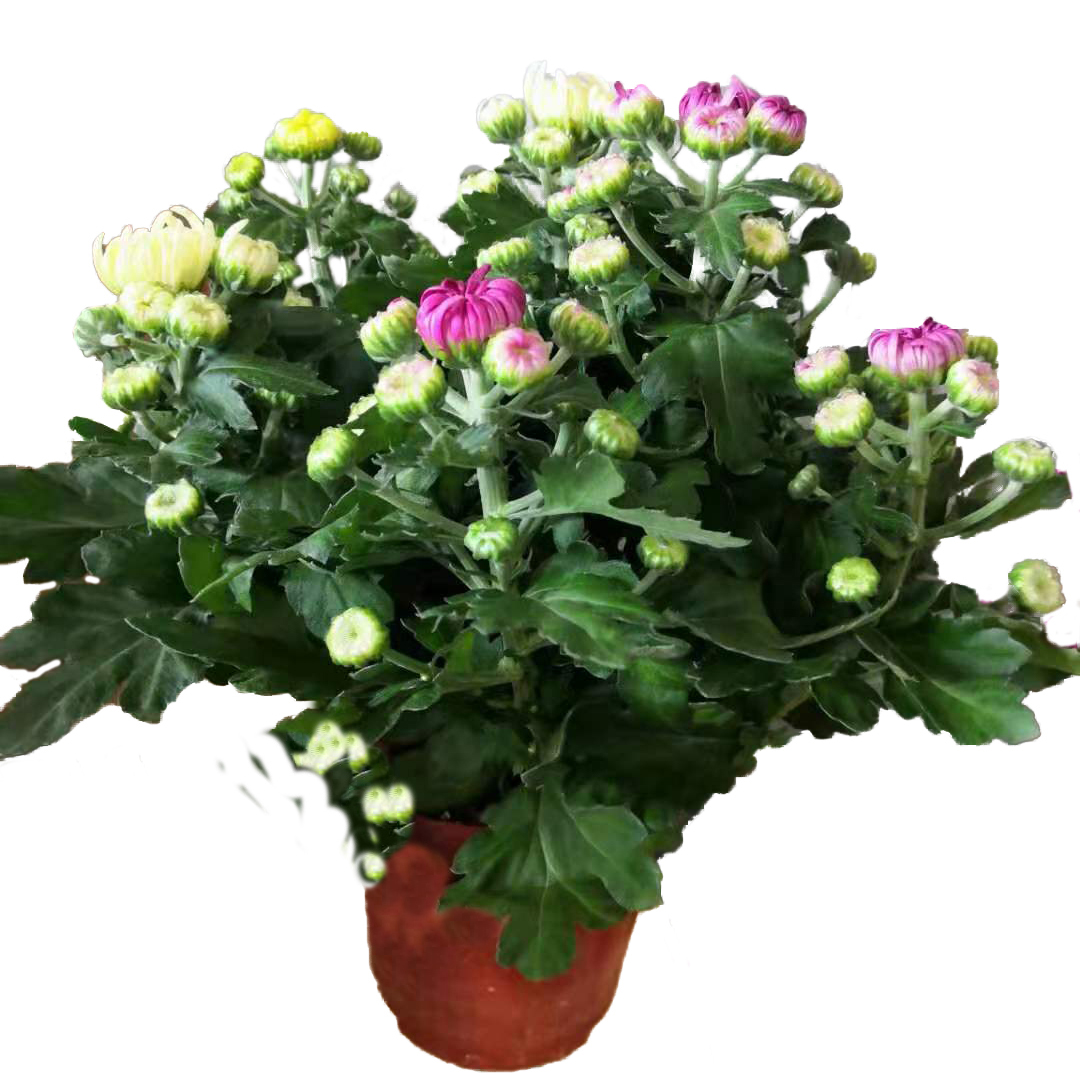 龙爪菊花