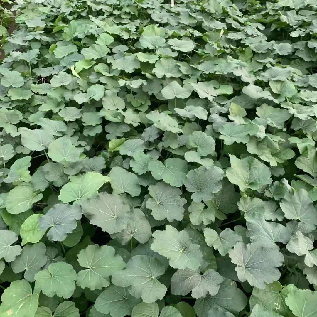 蜀葵