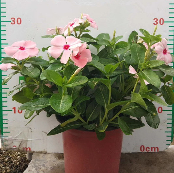 进口长春花
