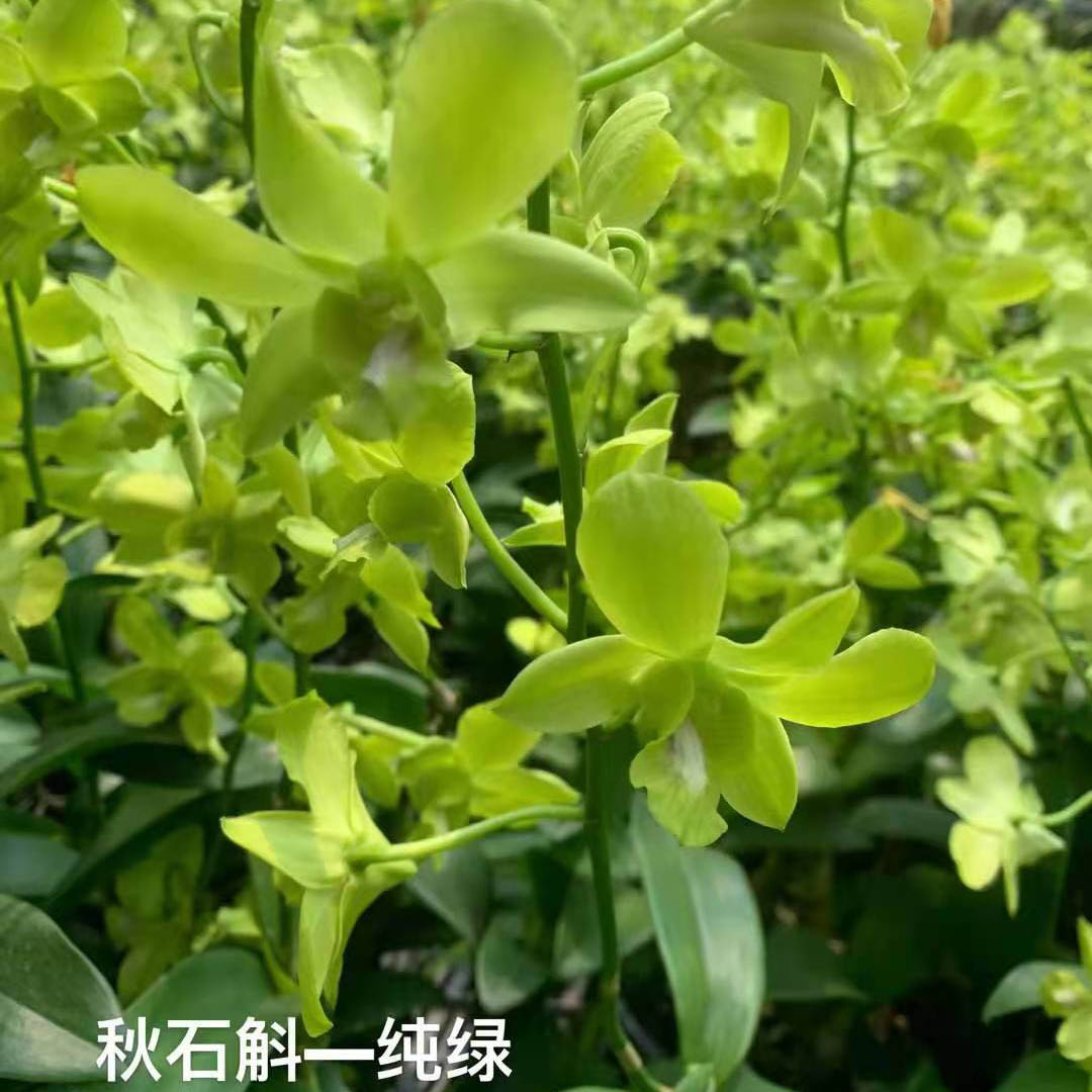 秋石斛