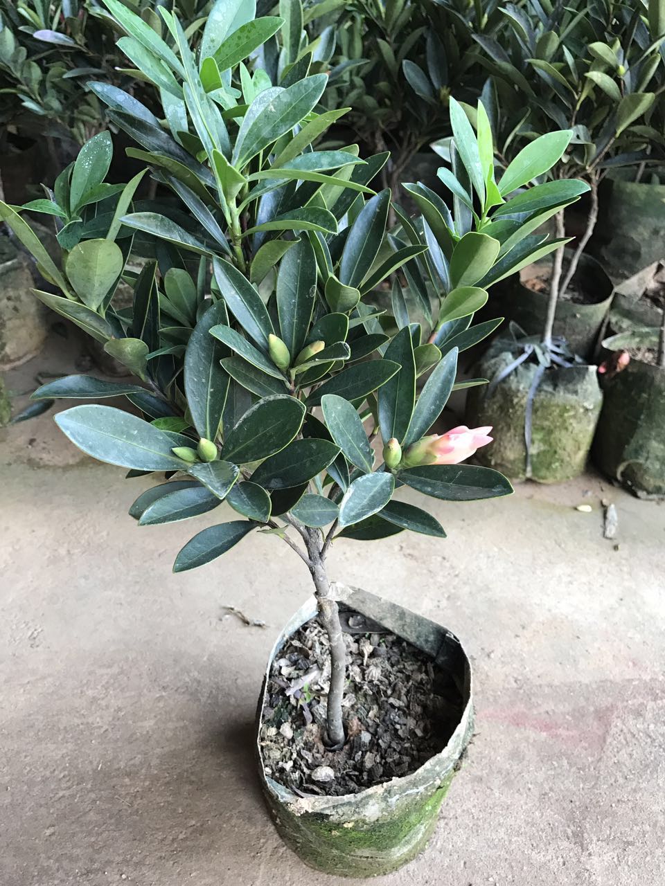 茶花（袋苗，高45左右）