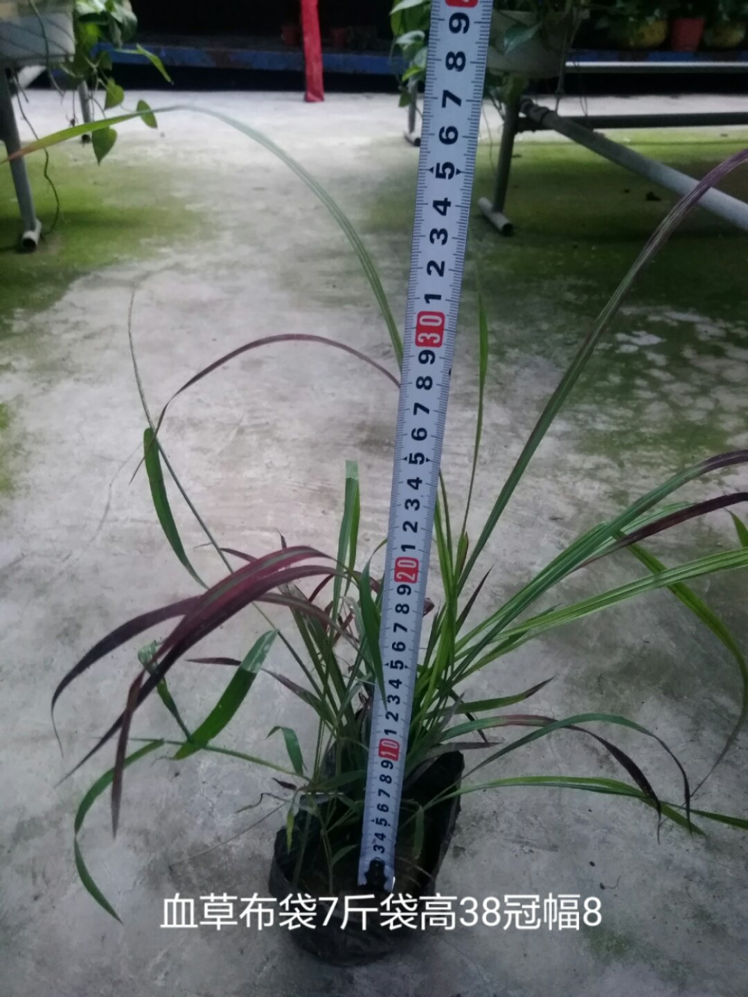 血草7斤袋