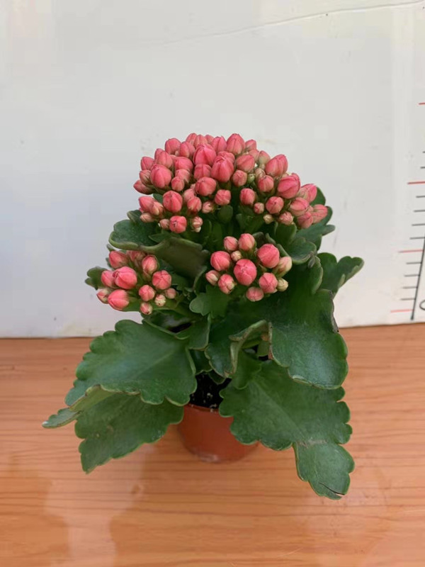 长寿花 各种颜色 各种规格