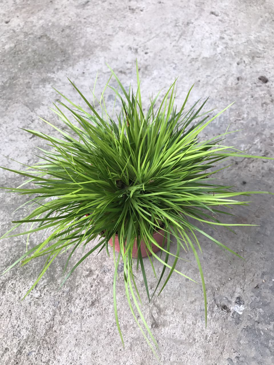 龙须菖蒲110#