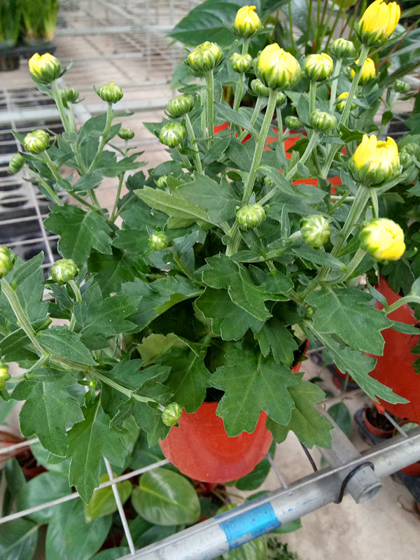 如意菊