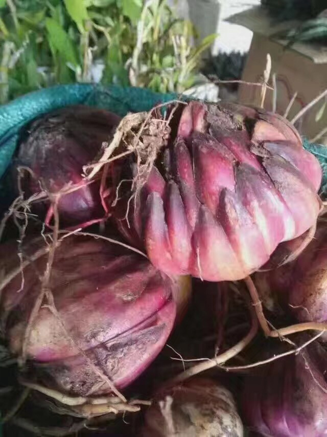 野生百合种球