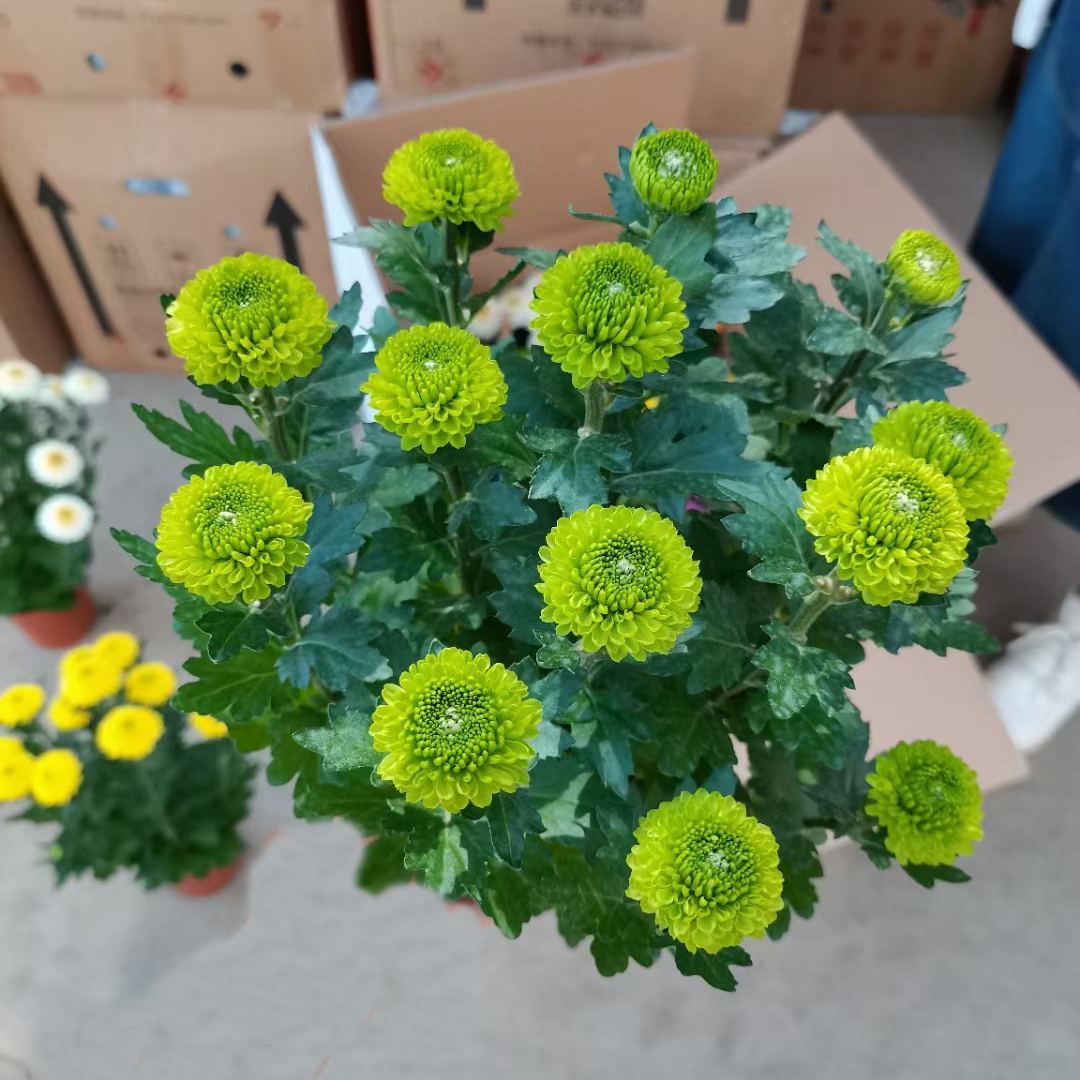 乒乓菊