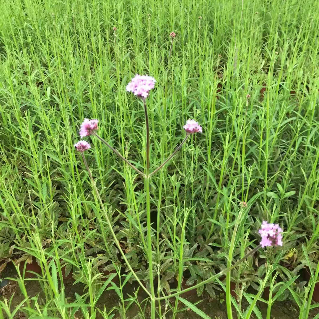 柳叶马鞭草7斤袋