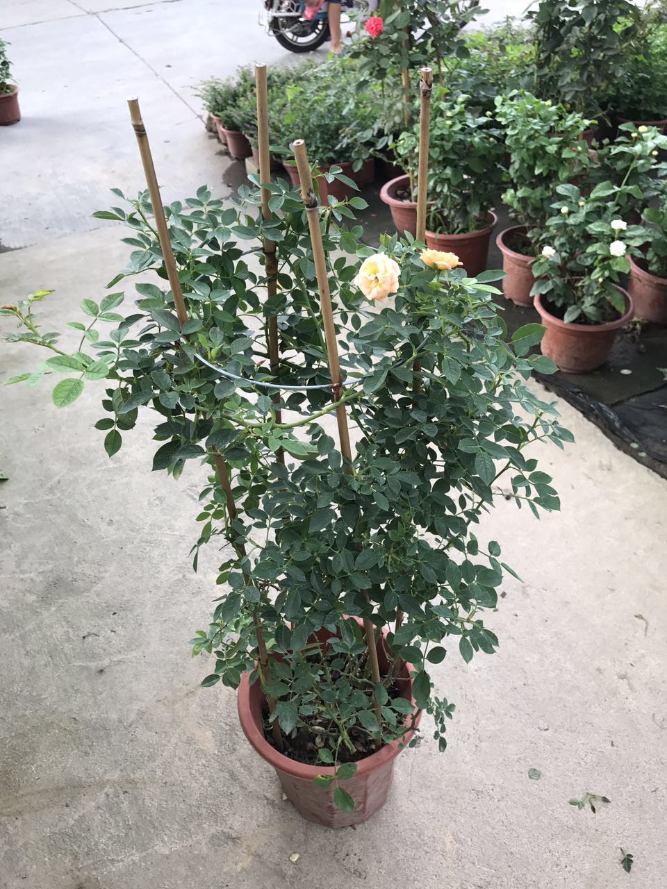 爬藤蔷薇（红 粉 紫红）H80 G40