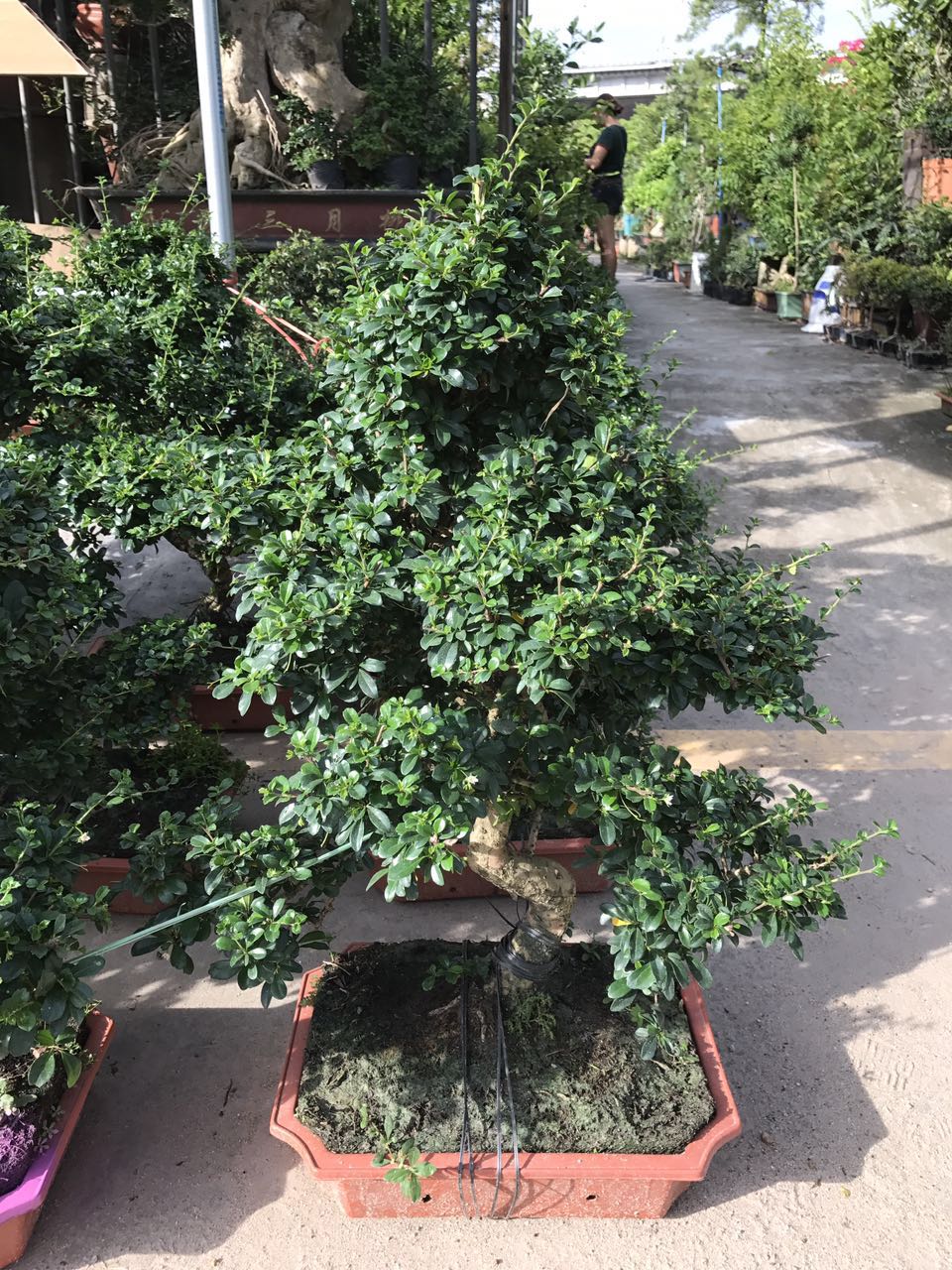 福建茶