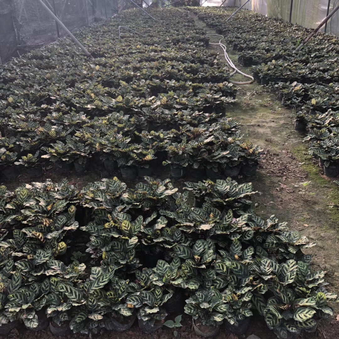 孔雀竹芋（7斤袋）