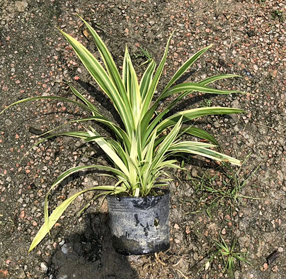 金边露兜（7斤袋）