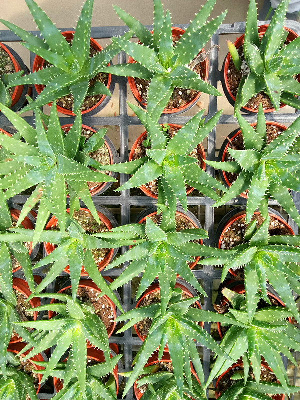俏芦荟
