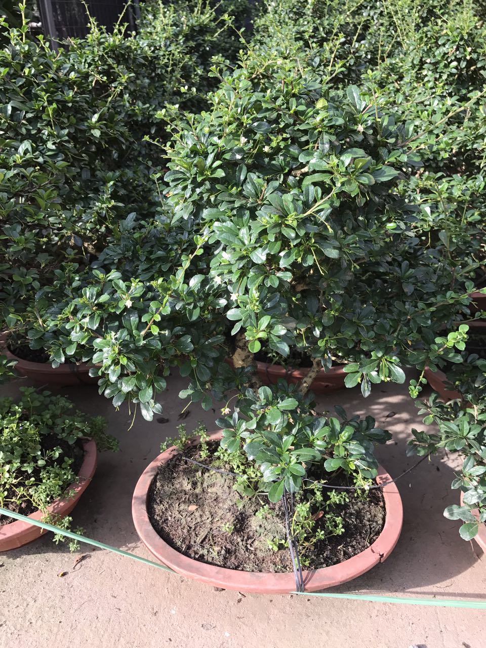福建茶