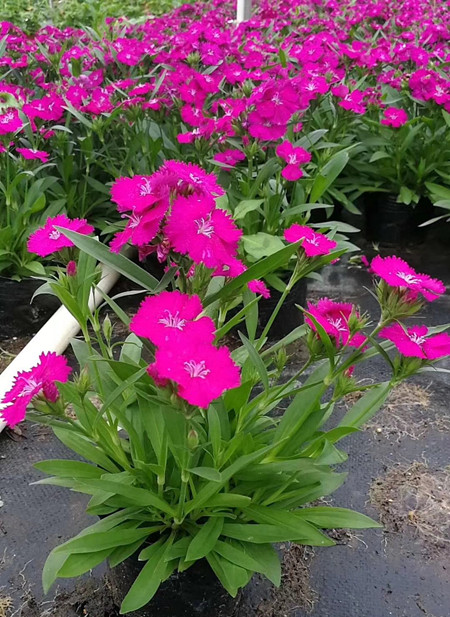 石竹