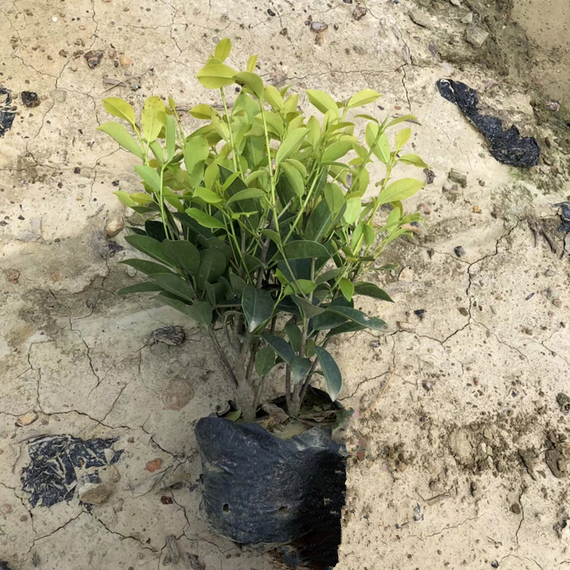 黄榕（七斤袋精品苗）高30-40公分