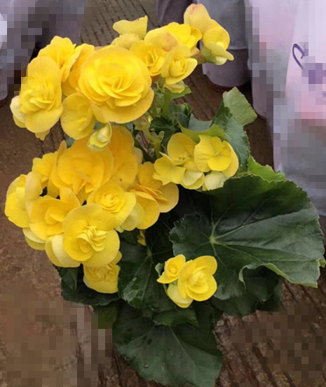 丽格海棠