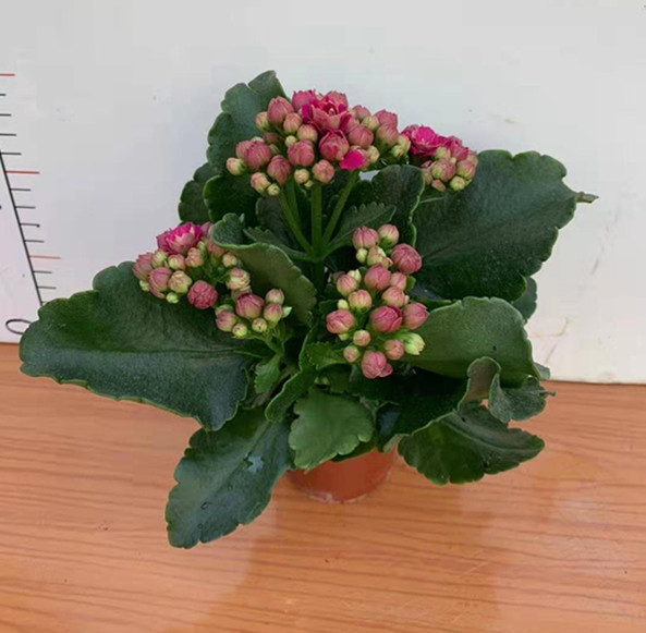 长寿花 各种颜色 各种规格