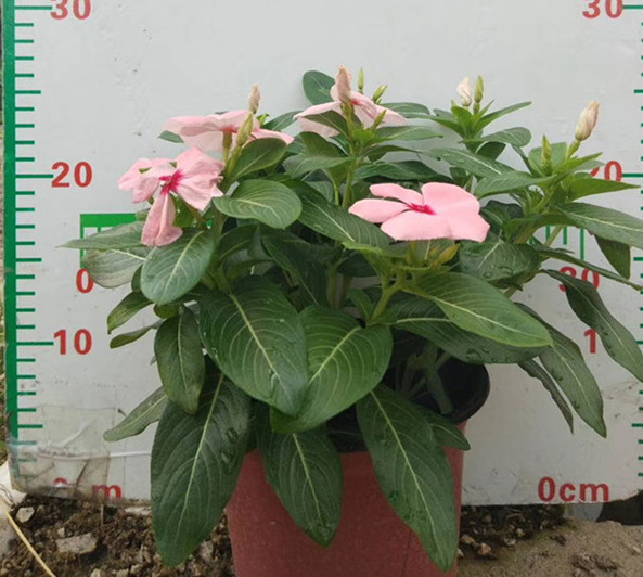 进口长春花
