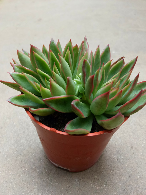 天箭座