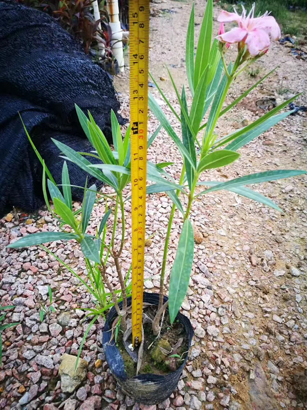 粉红夹竹桃地被苗