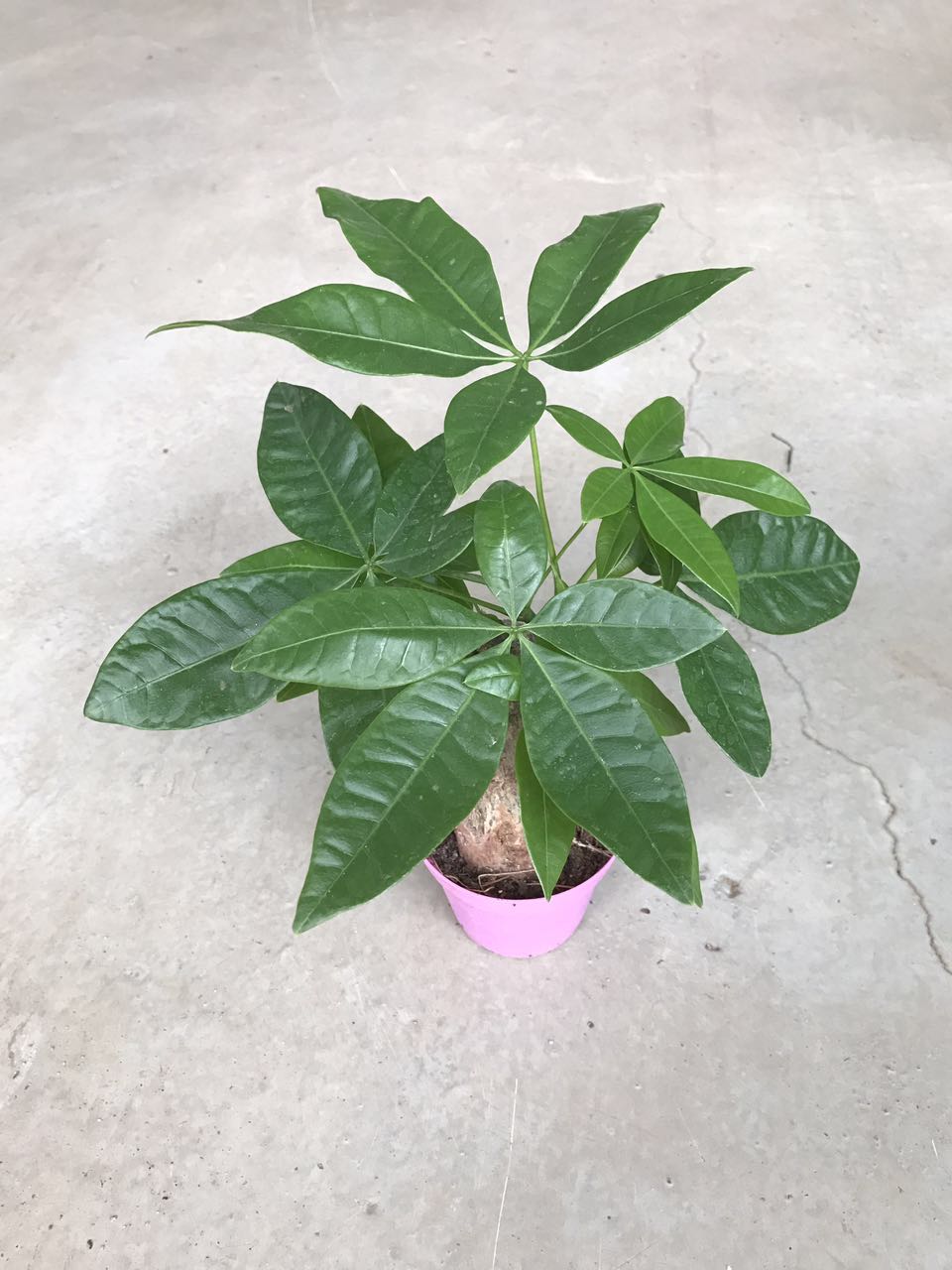 发财树（彩盆）