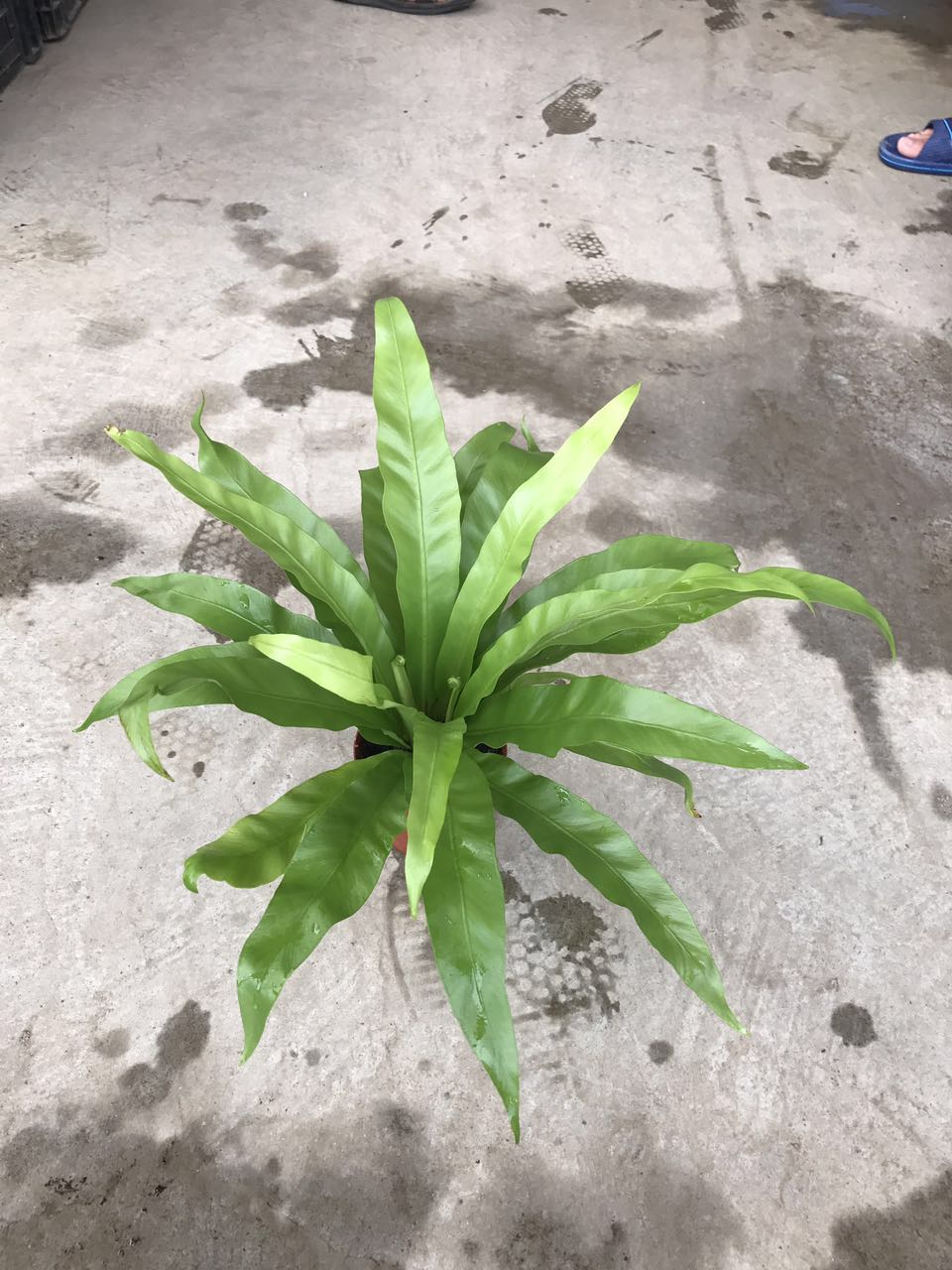 鸟巢蕨