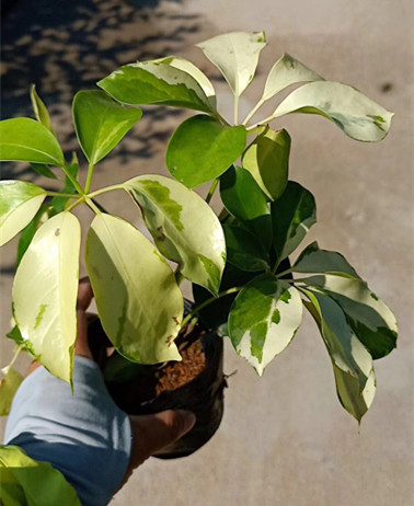 澳洲花叶鸭脚木5斤袋