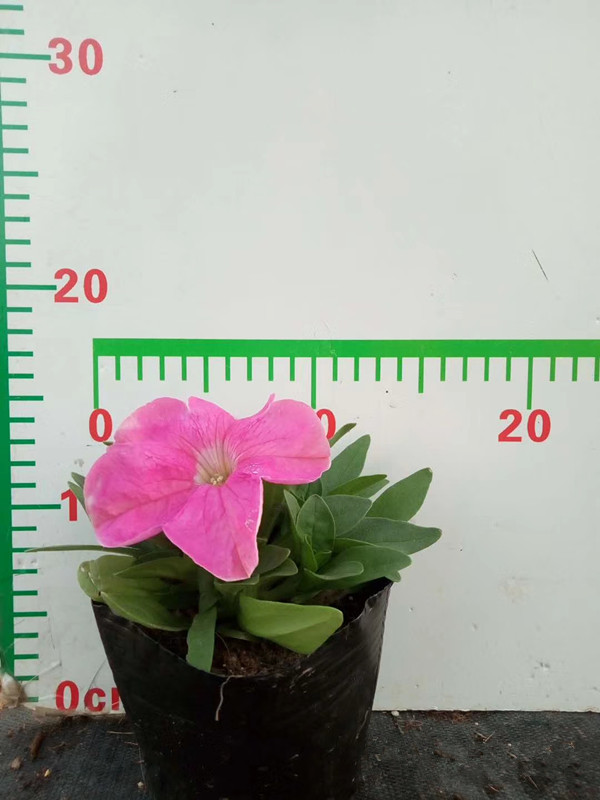 碧冬茄