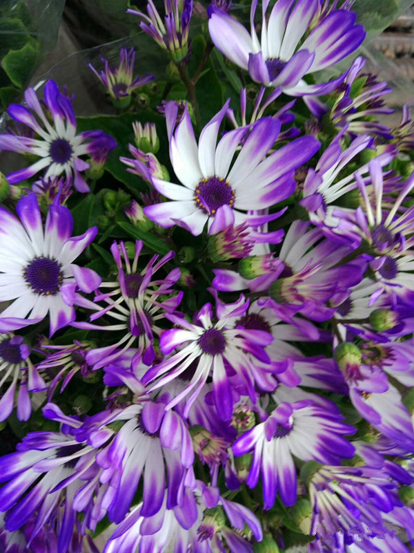 富贵菊（瓜叶菊）