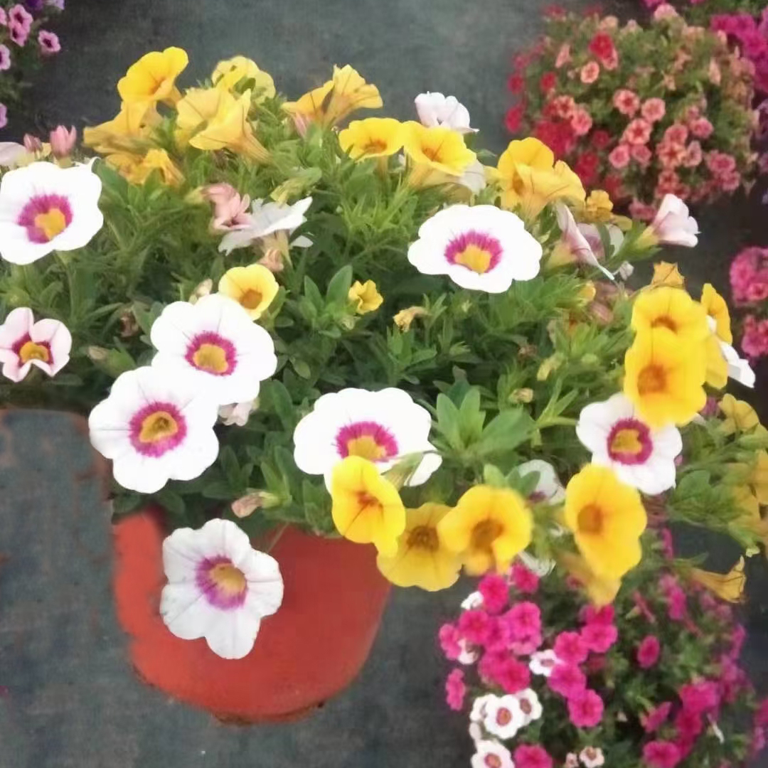 舞春花