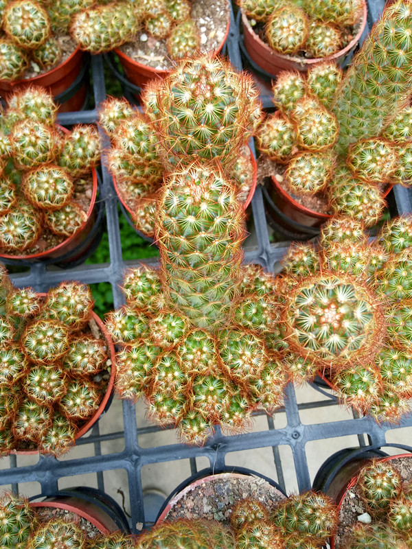 金手指