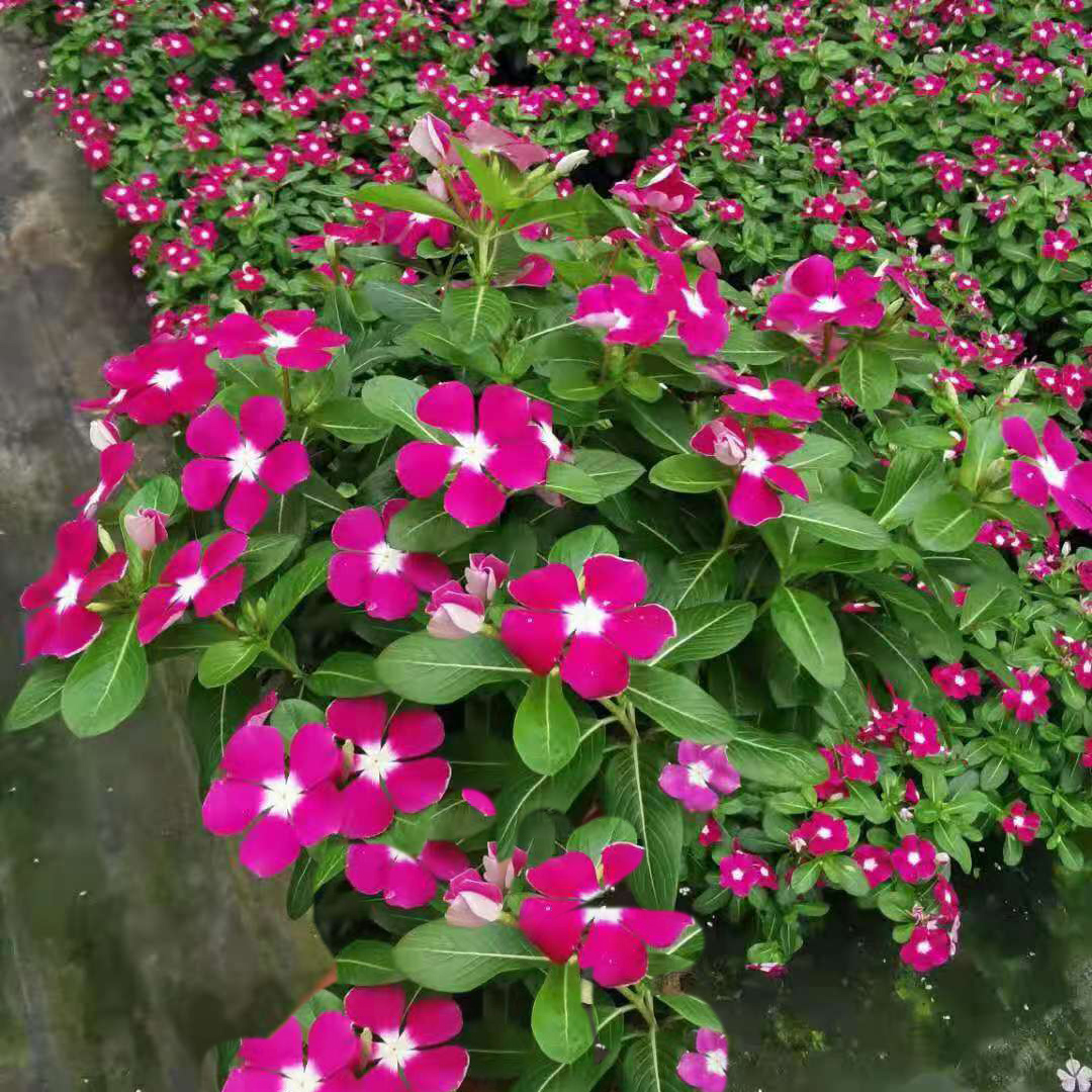 进口长春花140#