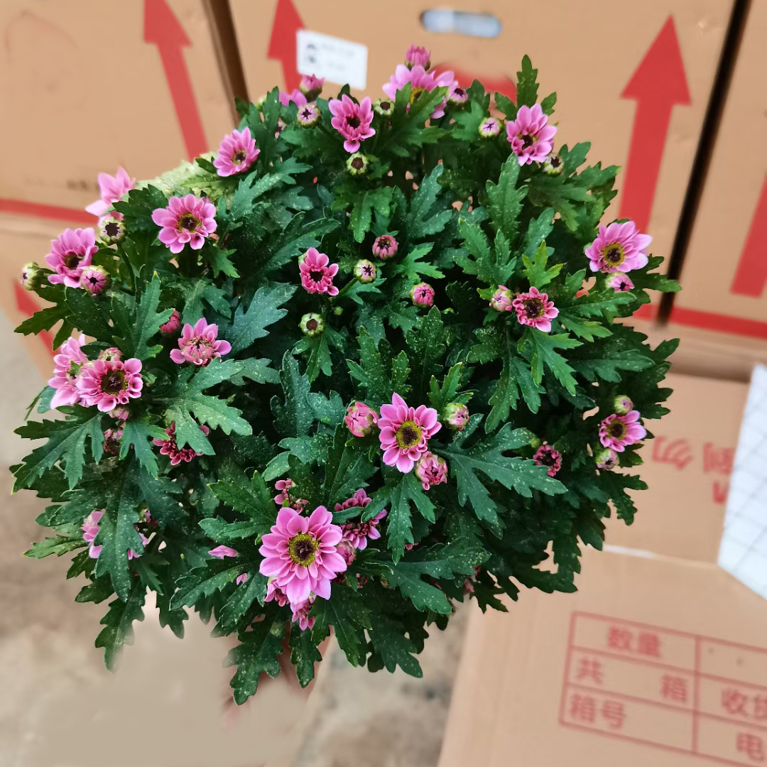 清新菊130#
