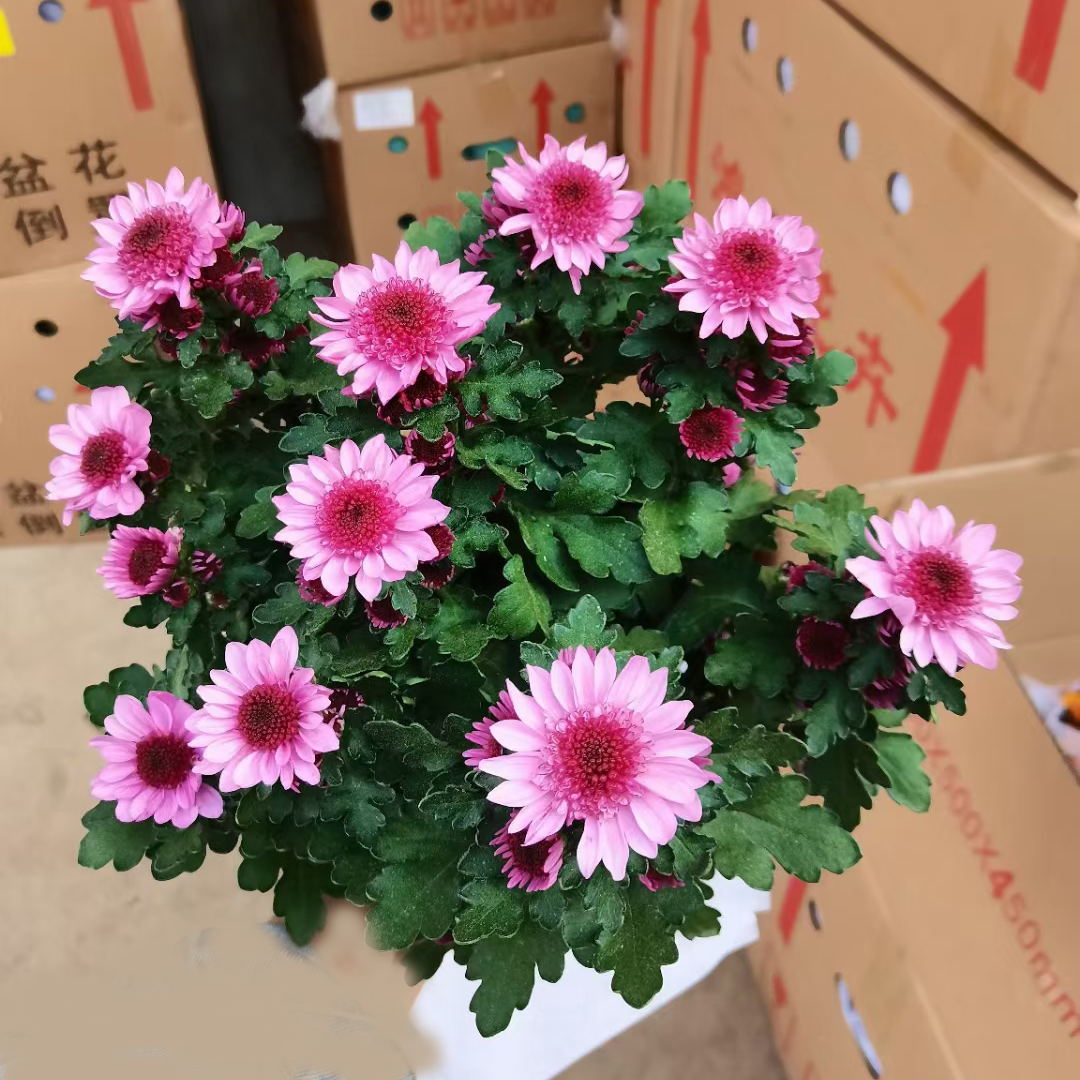 荷兰菊150#