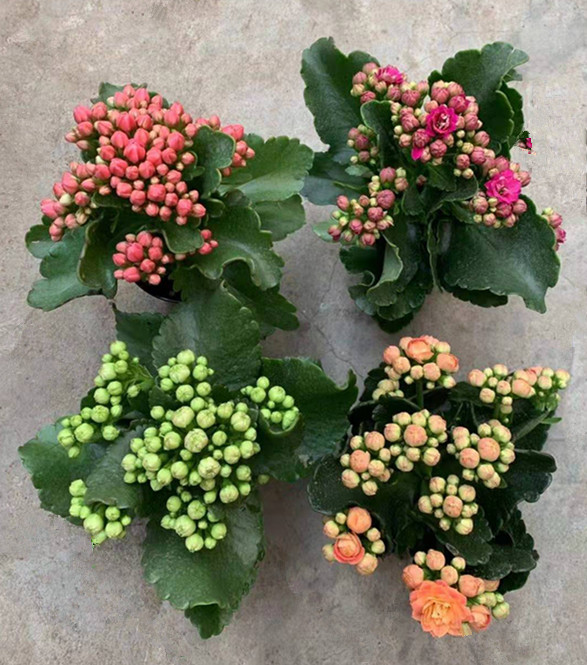 长寿花 各种颜色 各种规格