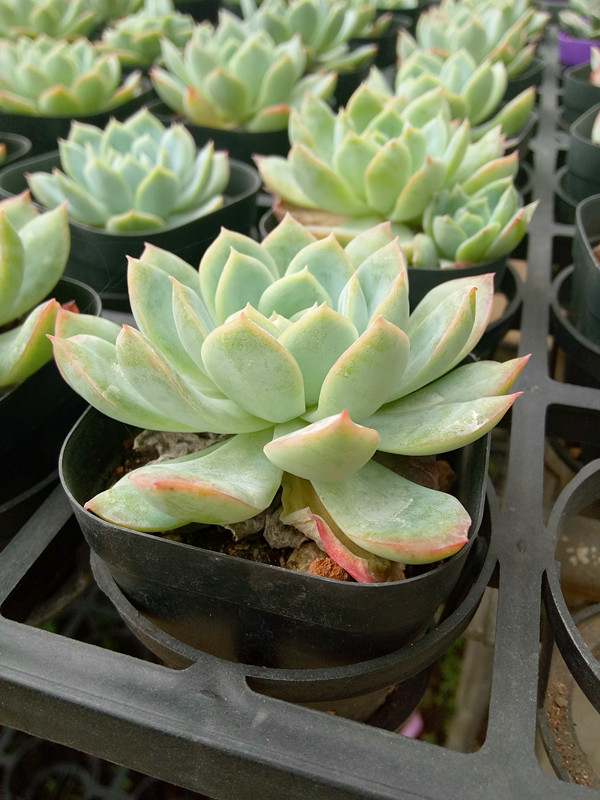 艳月