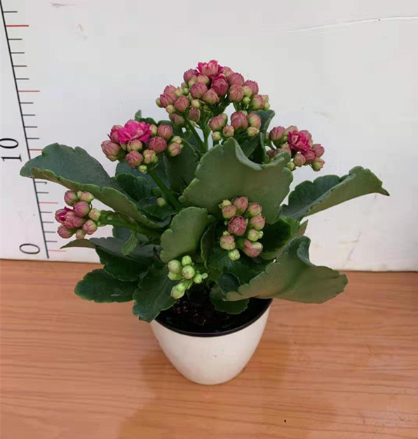 长寿花 各种颜色 各种规格