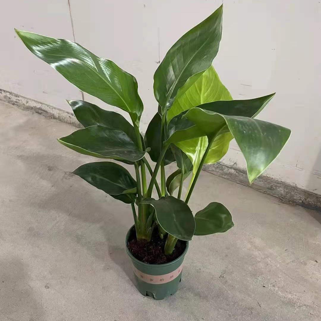 天堂鸟