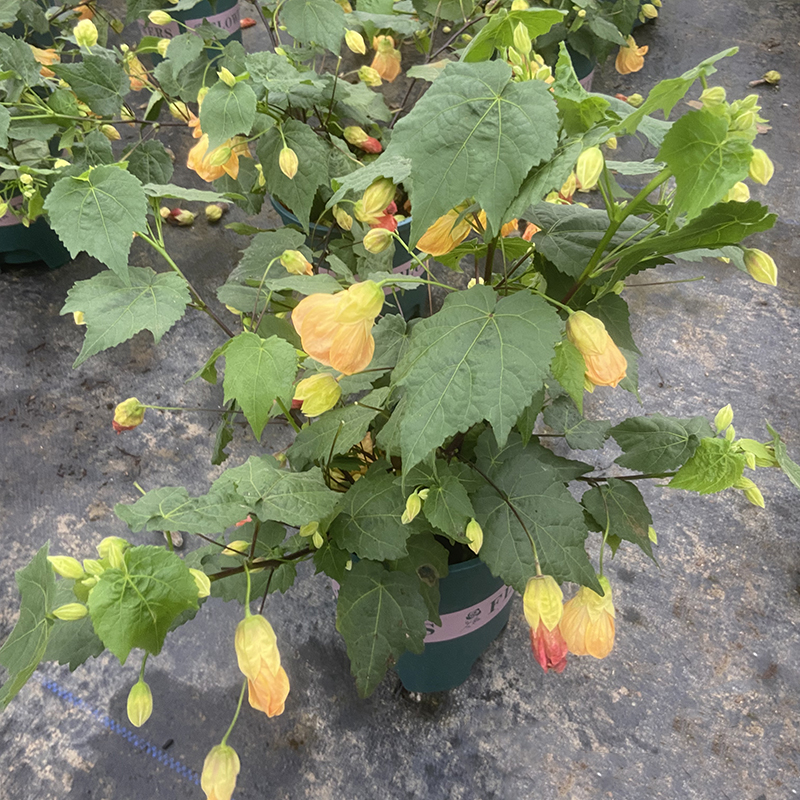 1加仑金钟木芙蓉
