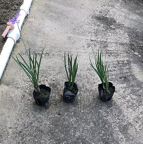 紫娇花（7斤袋）