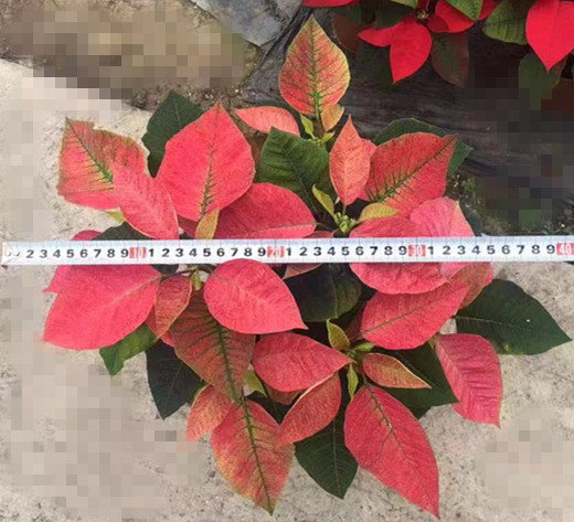 圣诞花（一品红）