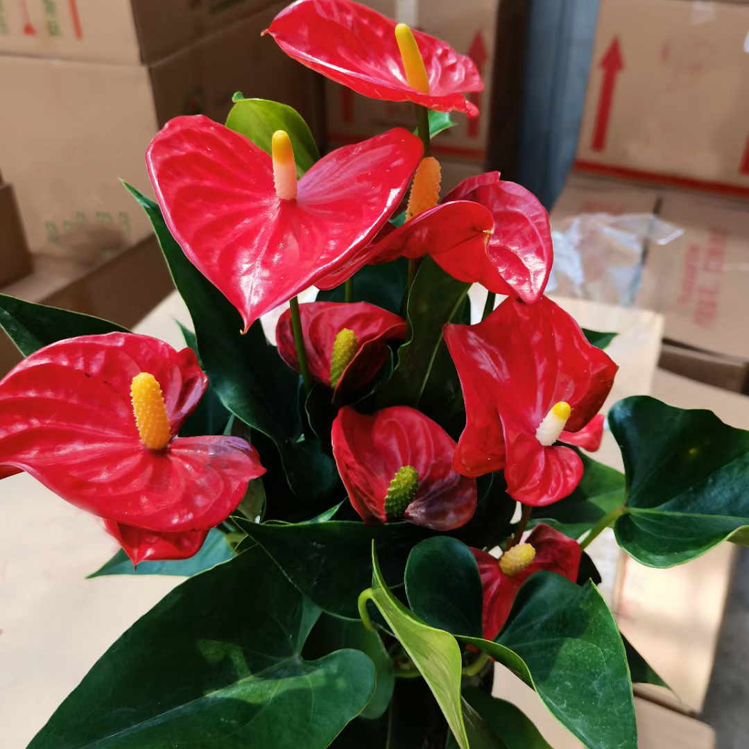 阿里斯托红掌