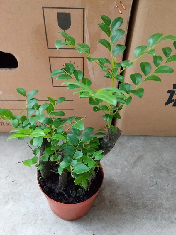 紫檀