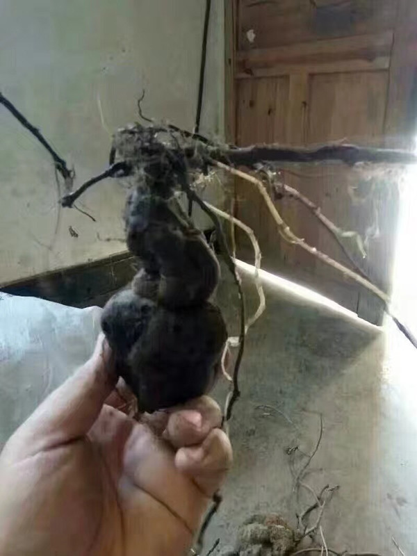 野生何首乌种球